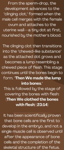 Miracles of the Quran-images-17